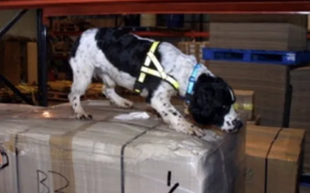 Illegal Dog Dewormer Seized at East Midlands Airport from US Parcel Bound for Wales