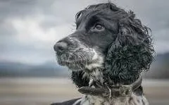 Spaniel Savages Sheep in Kent: Three Ewes Killed, Police Hunt Owner