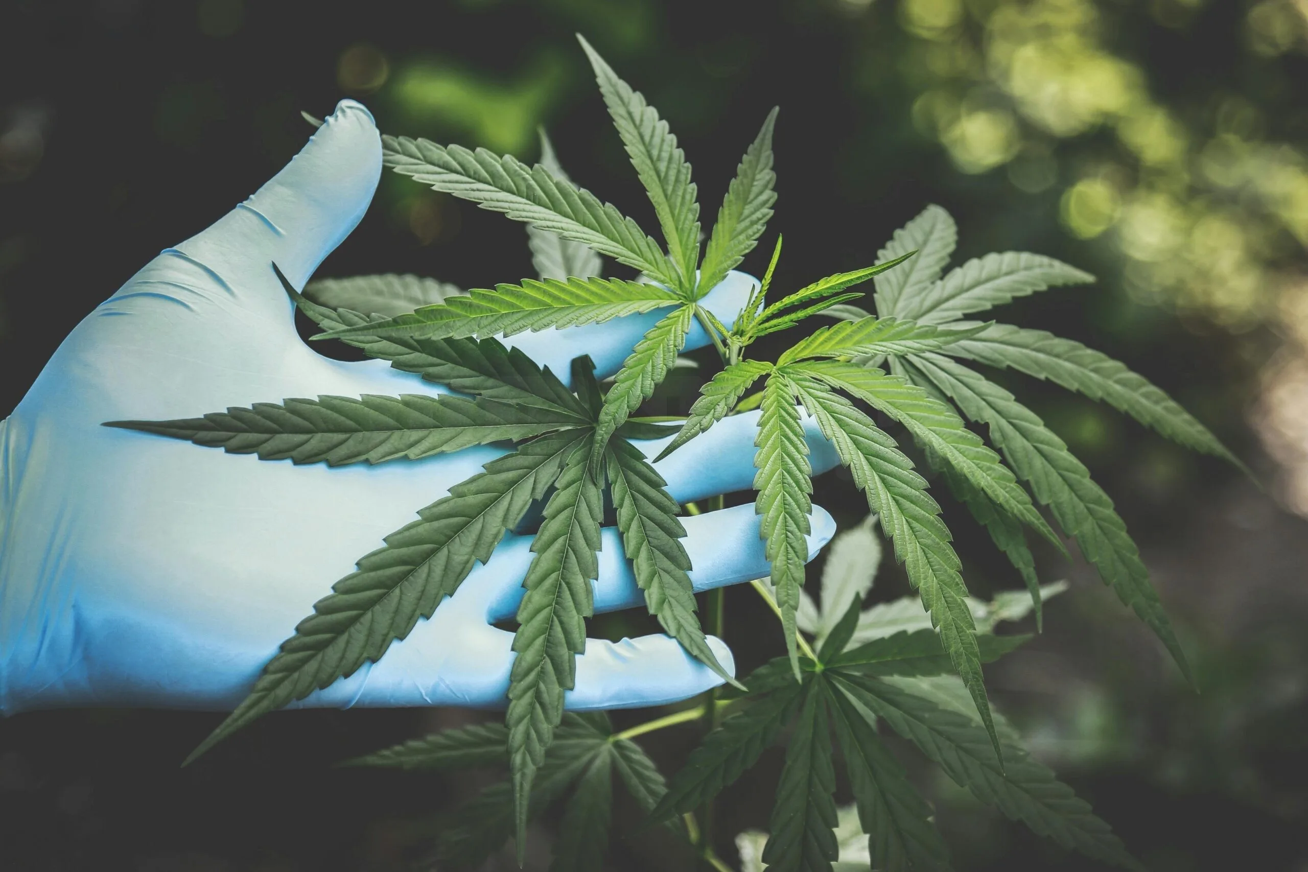 CBD Boom: Oils, Crystals & Creams – What’s Best for You?