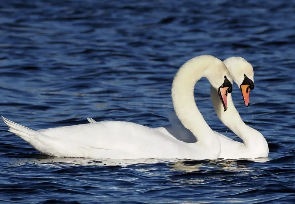 Bexley Fury as Funfair Inches Dangerously Close to Swan Nest in Danson Park
