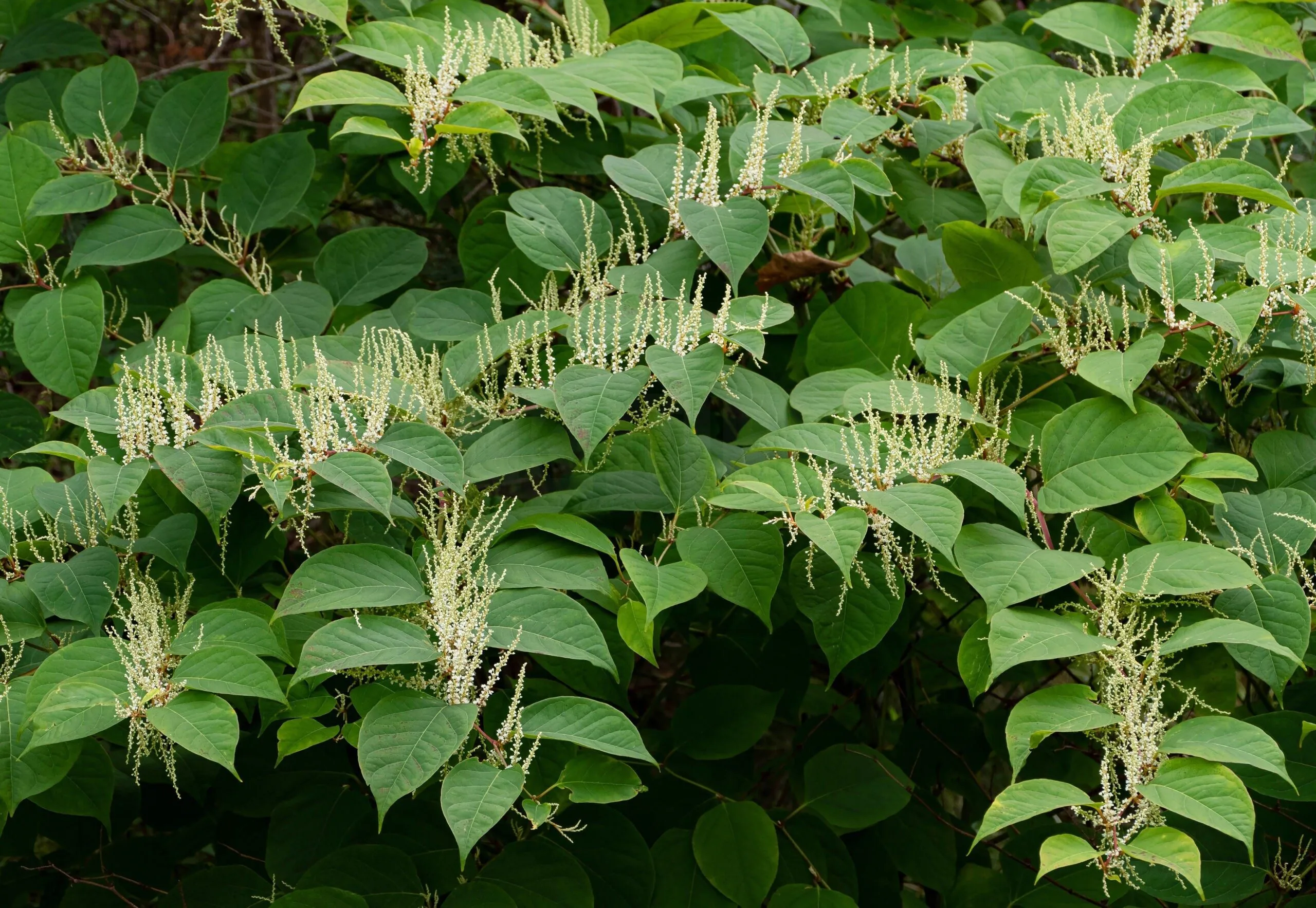 Nine Illegal Plants UK Gardeners Must Destroy or Face Fines Up to £34,000 This Summer