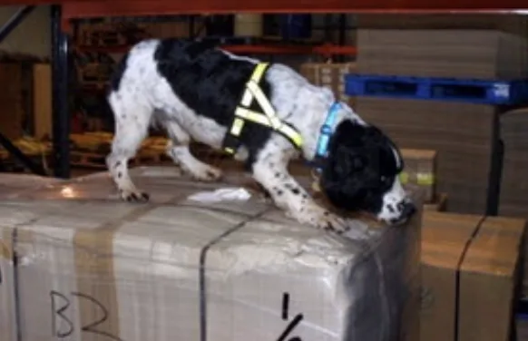 108 Boxes of Illegal Pet Worming Tablets Seized at East Midlands Airport in Crackdown on Unauthorised Imports