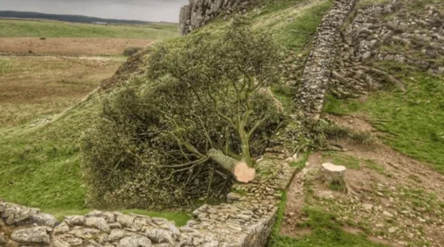 Man Denies £620k Vandalism of Iconic Sycamore Gap Tree in Newcastle Court