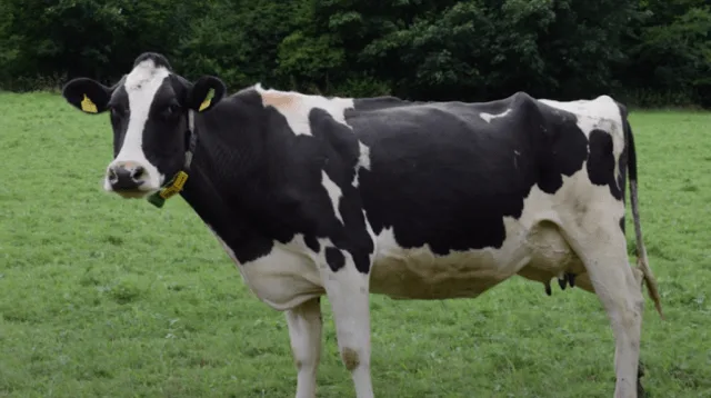 Surrey Police Under Fire for Ramming Injured Cow in Runaway Incident at Staines