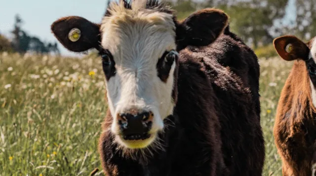 Home Secretary James Cleverly Demands Answers After Surrey Police Car Rams Loose Calf Twice in Shocking Incident