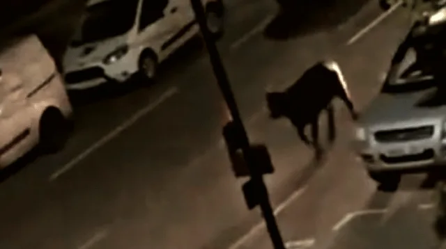 Surrey Police Under Fire After Patrol Car Rams Escaped Calf—IOPC Launches Investigation