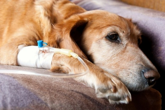 Warning as Rare Weil’s Disease Cases Surge in Dogs Near London – Vets Urge Vaccinations Now!