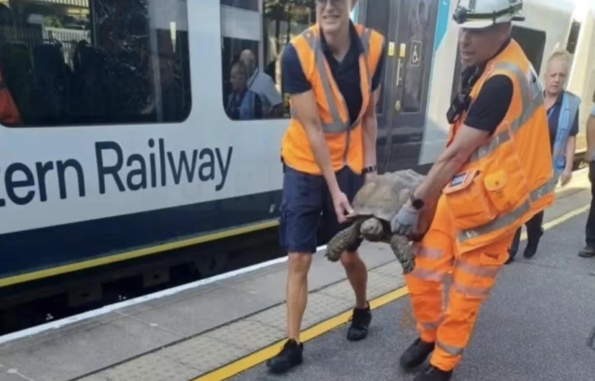 Runaway Tortoise Solomon Sparks Rail Delays Near Ascot – ‘Shellebrity’ Rescue Halts Trains