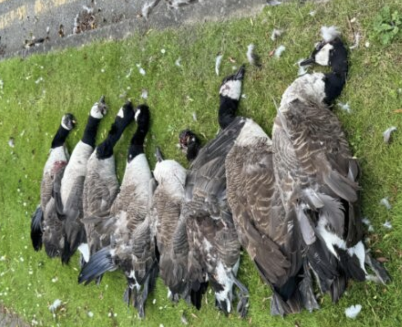 Dartford Horror: 19-Year-Old Arrested After Car Crash Kills Eight Geese