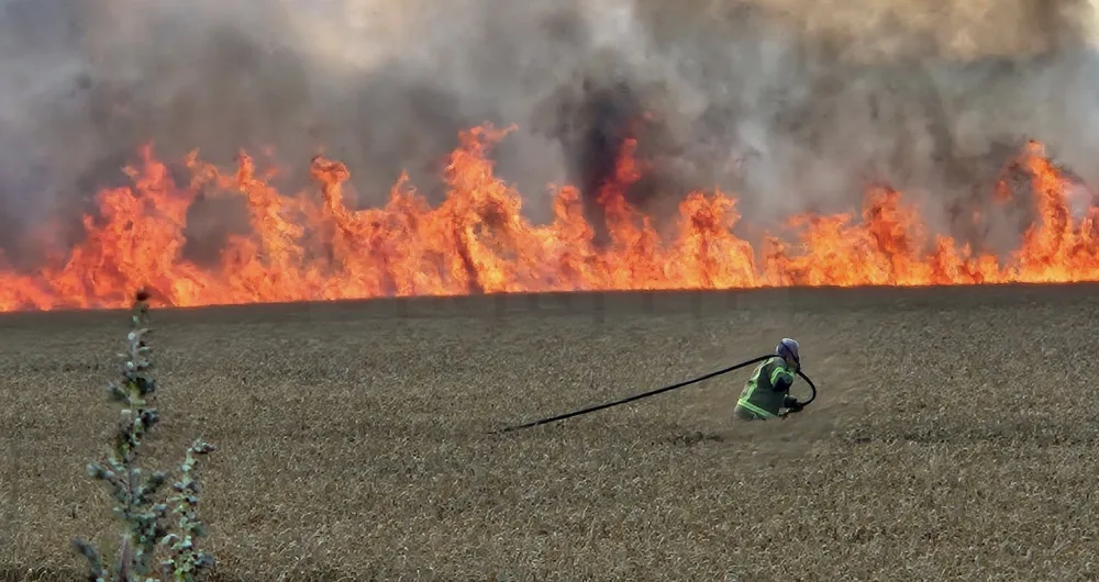 Massive Field Fire Near Canterbury Devastates Crops and Wildlife – Firefighters Race to Contain Blaze