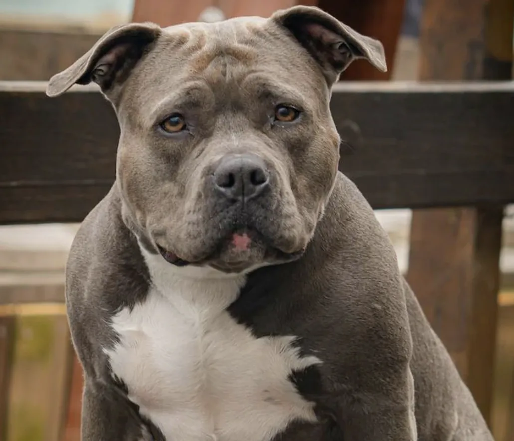Chaos on Waltham Way: Two XL Bullies Loose in Vicious Dog Attacks, Police Make Arrest