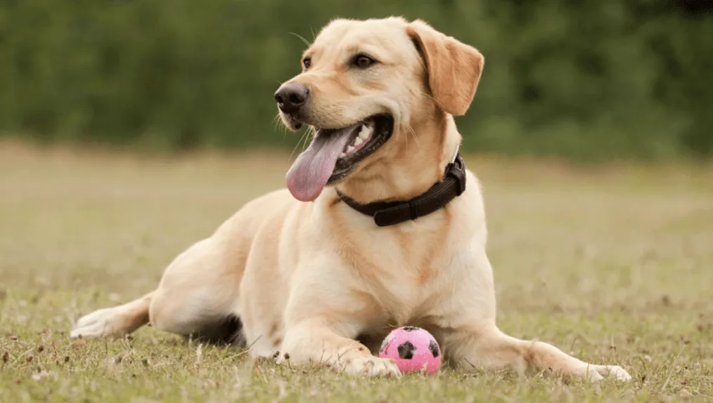 Dog Owners Warned of Fatal Toxic Algae Threat Near Lakes and Rivers