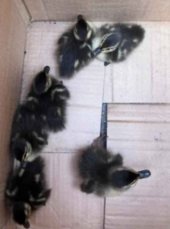 Firefighters Rescue Six Ducklings Trapped in Biggin Hill Storm Drain in Heartwarming Save