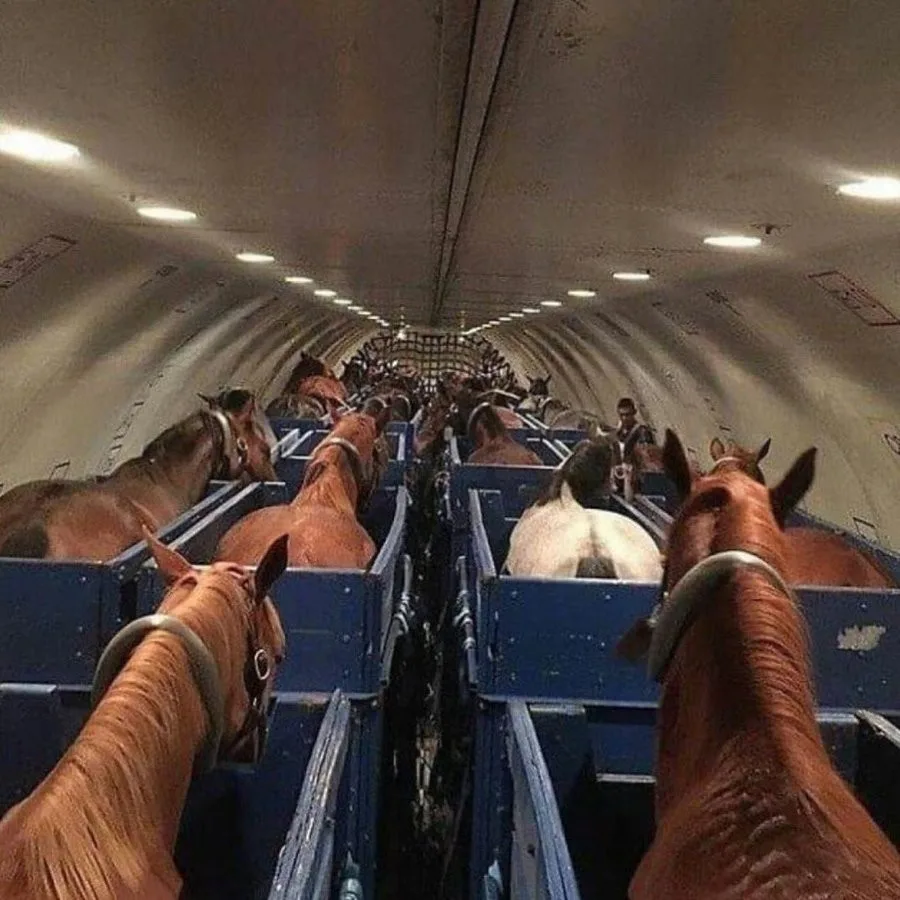 Air Horse One: The UK’s High-Tech Jet Flying Olympic Horses in First-Class Style