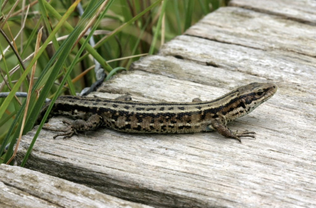 West Midlands Waste Firm Axil Pays £100k to Fund Nature Project After Cannock Fire