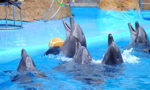 Stars and Activists Unite: TUI Slammed for Cruel Captive Dolphin Shows as Rivals Cut Ties