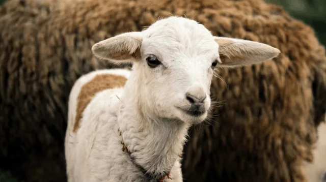 Bluetongue Virus Spreads to Norfolk and Suffolk Farms – UK Issues Urgent Animal Movement Ban