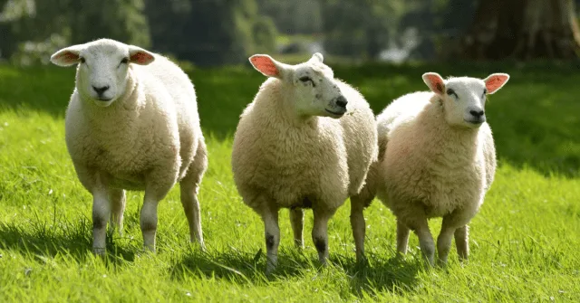 UK Battles Bluetongue Surge with Massive Restricted Zone and New Vaccines