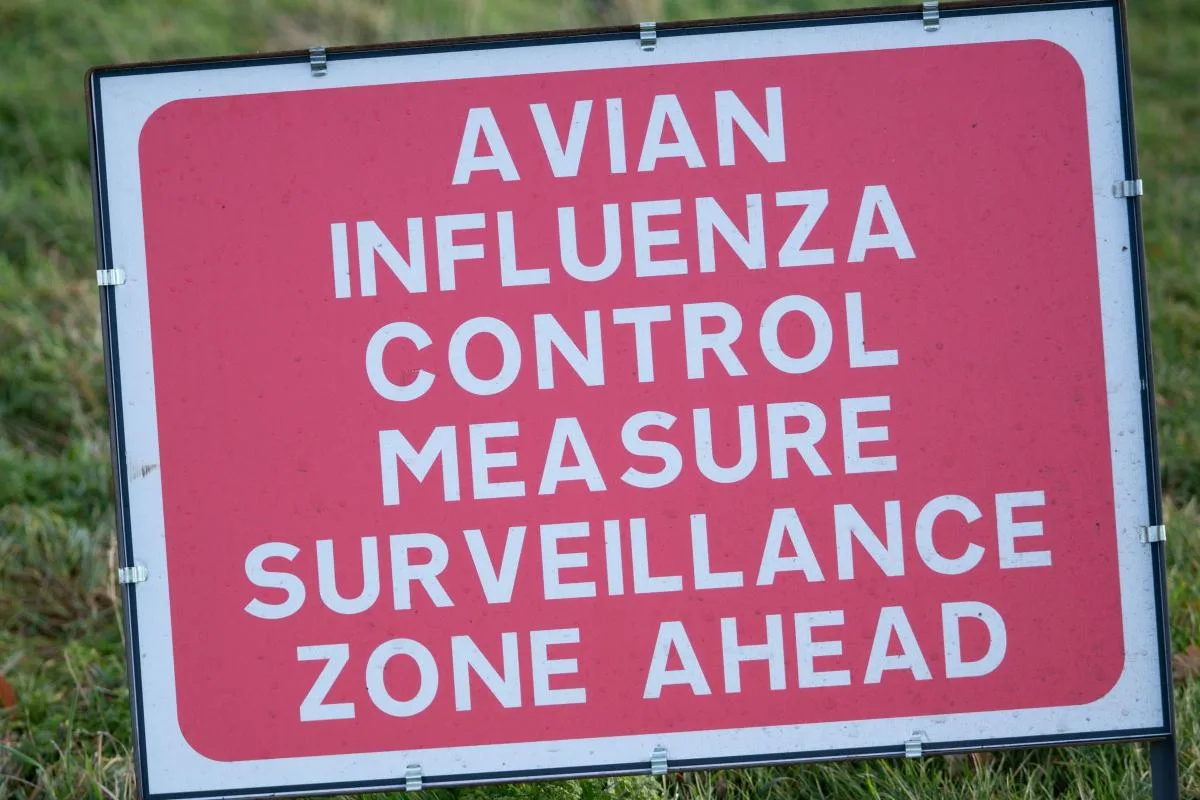 UK Declares Avian Flu Prevention Zone Across Eastern England as Bird Flu Cases Rise