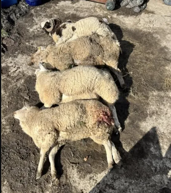 Pregnant Sheep Mauled by Dogs Near Bewl Water as Police Launch Probe – Farmers Warn: Keep Dogs on Leads or Face Action