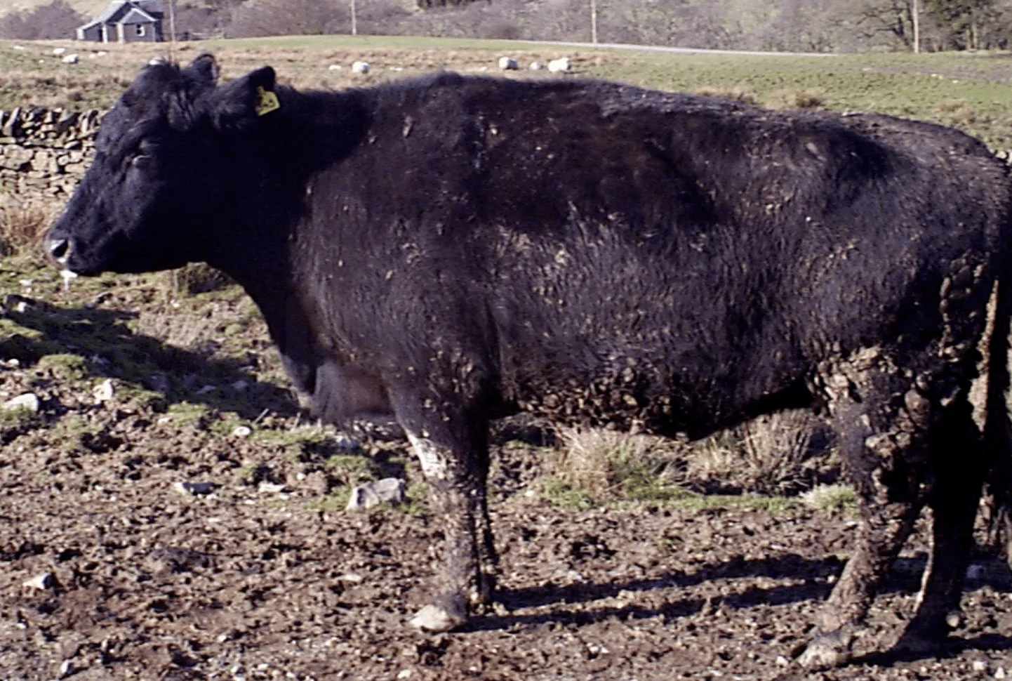 UK Slaps Import Ban on Hungary and Slovakia to Stop Foot and Mouth Disease Spread