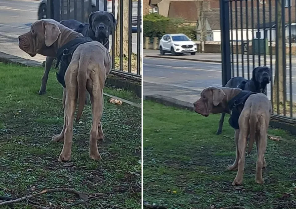 Outrage in Watford as Two Cane Corso Dogs Abandoned Tied to Fence – RSPCA Urges Public to Identify Blonde Suspect