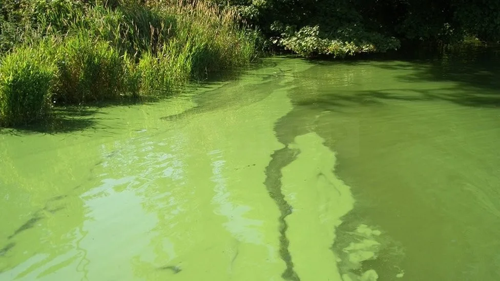 Deadly Blue-Green Algae Warning: Keep Dogs on Leads Near UK Lakes and Rivers This Summer