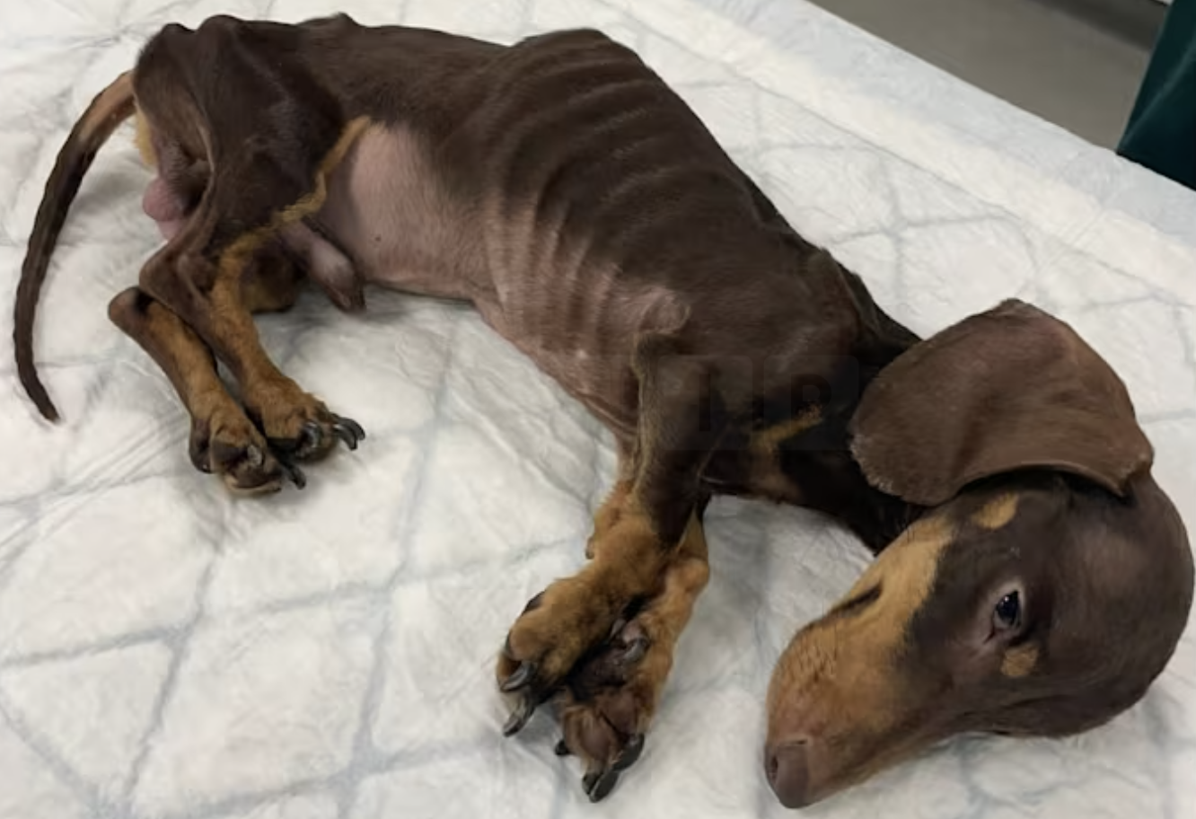 Lowestoft Couple Banned 10 Years Over Emaciated Mini Dachshund’s Death in Heartbreaking Neglect Case
