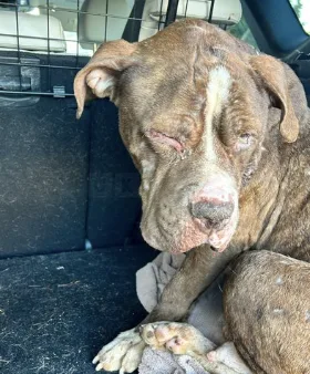 Dog Torturer Mason Lukeman Jailed for 12 Months and Banned for Life After Horrific Abuse of Mulla