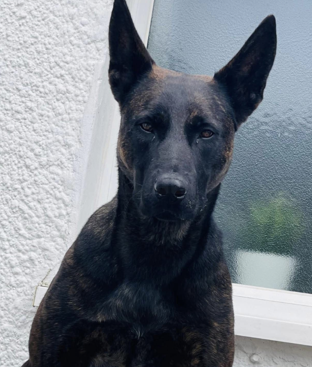 Police Dog Vixen Makes Heroic Comeback to Nab Firearms and Drug Suspects After Illness