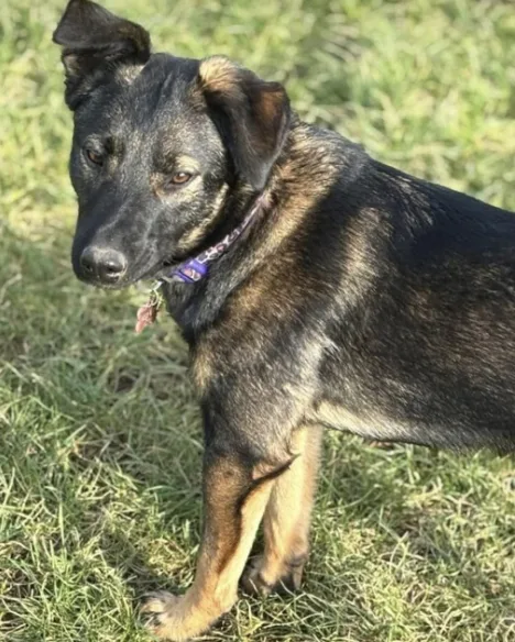 German Shepherd Athena Missing After Fatal M1 Crash That Killed Family Spaniel in Yorkshire