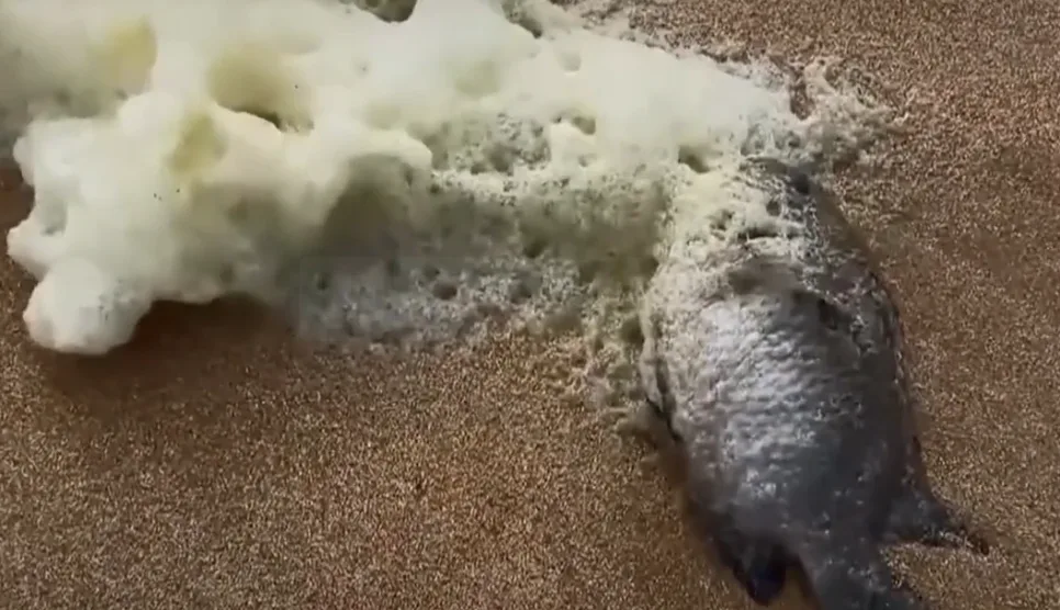 Toxic Sea Foam Sickens 100+ Surfers as Dead Fish Wash Ashore on South Australia Beaches