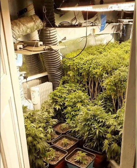 Hornchurch Man’s £70k Cannabis Farm Busted as He Boosted Mortgage and Cleared Drug Debt
