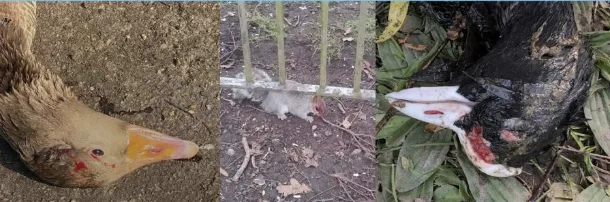 Community Unites to Crack Down on Brutal Catapult Attacks Hurting Wildlife