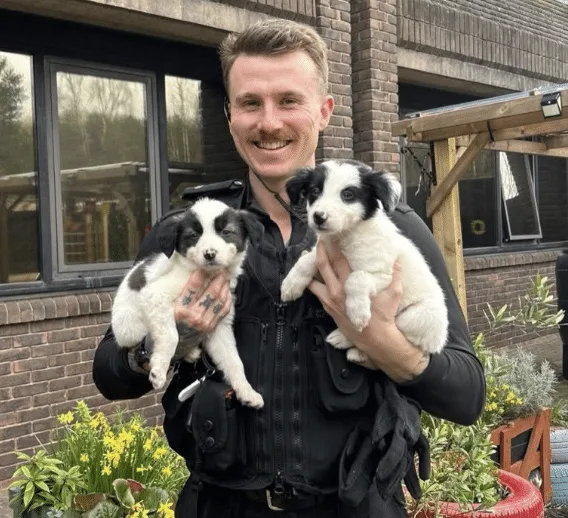 Stolen Collie Pups Snatched at Viewing Reunited After Police Arrest Suspect