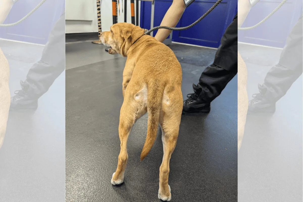 Hayes Man Banned for 3 Years Over Shocking Bulldog Abuse Caught on Doorbell Camera