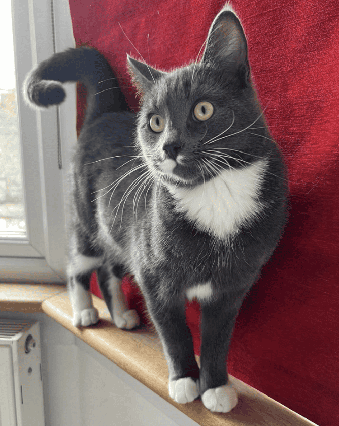 Concern Grows for Missing Cat in Tottenham: Public Urged to Help