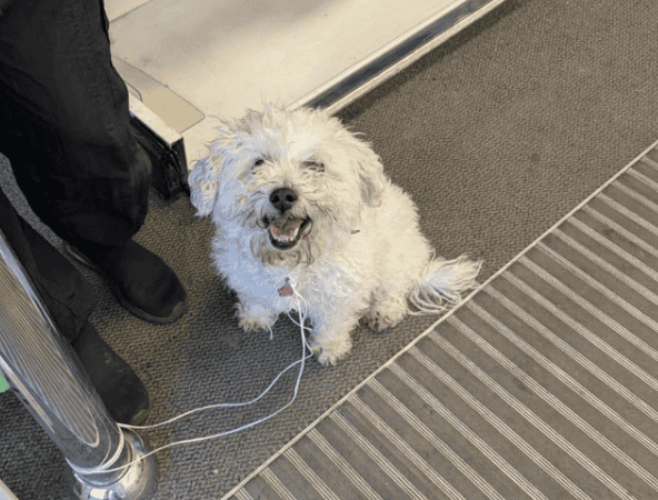 Lost Dog Poppy Goes Missing Again After Rescue at Asda in Bucknall