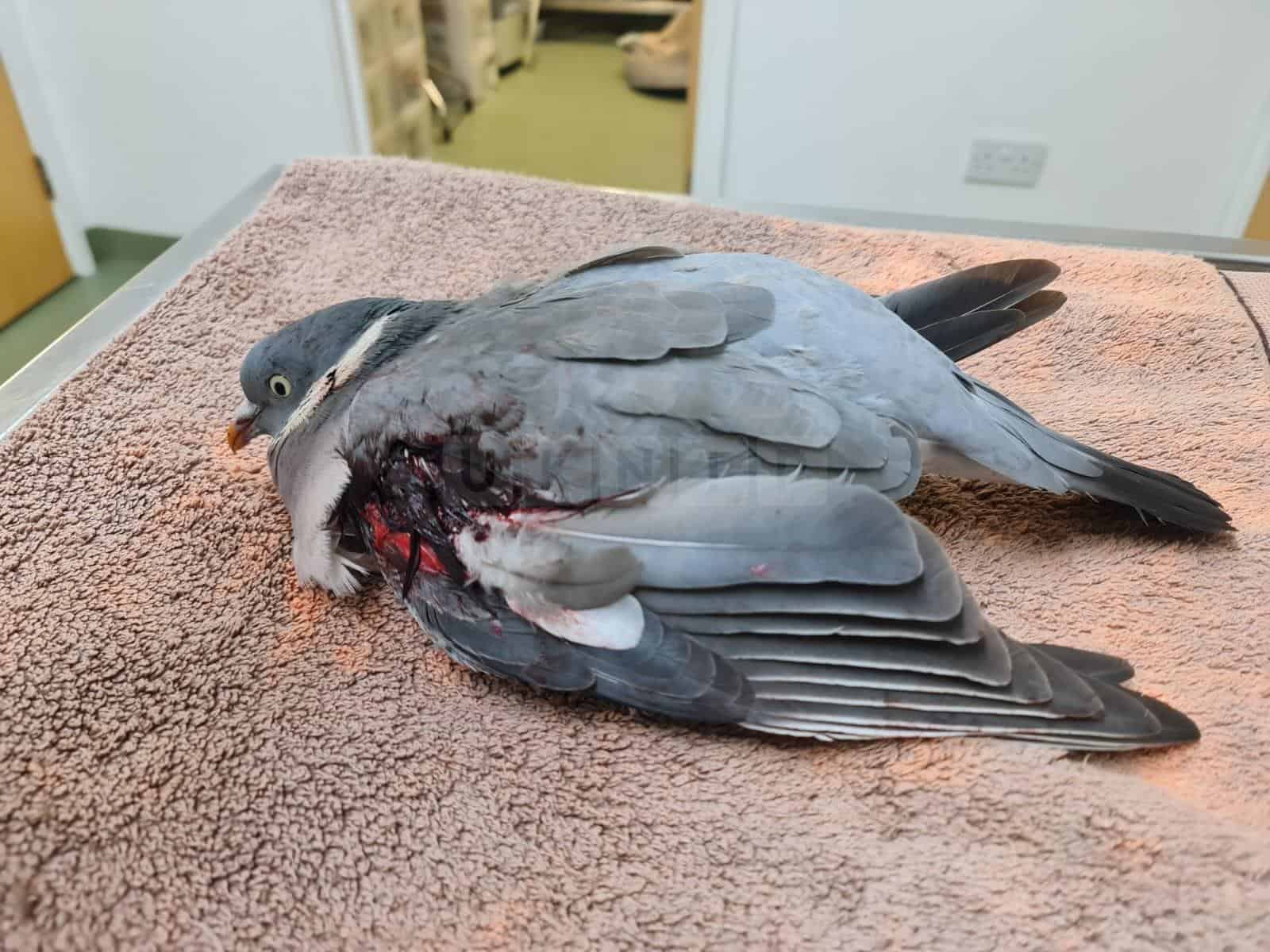 Appeal Launched After Pigeon Shot With Catapult in South Ockendon