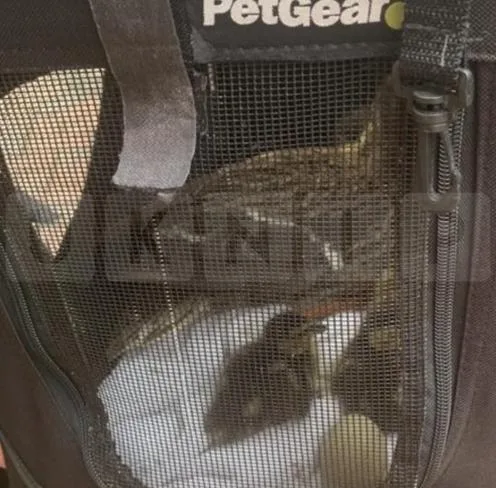 Firefighters Rescue Mother Duck and Eight Ducklings Stuck on Reading Rooftop