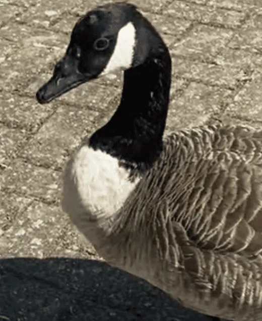 Swanley Outraged as Beloved 22-Year-Old Goose Theodore Killed by Youths Using Catapults – Calls Grow for Tougher Wildlife Laws