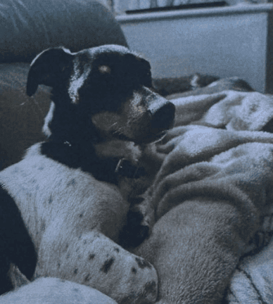 Missing Dog: Six-Month-Old Teddy Vanishes in Slade Green After Being Hit by Car