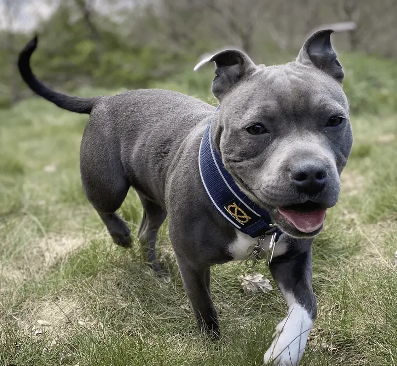Elderly Woman Battles for Limb After Savage Pocket Bully Attack in Rotherham – Calls for Tougher Dog Laws Intensify