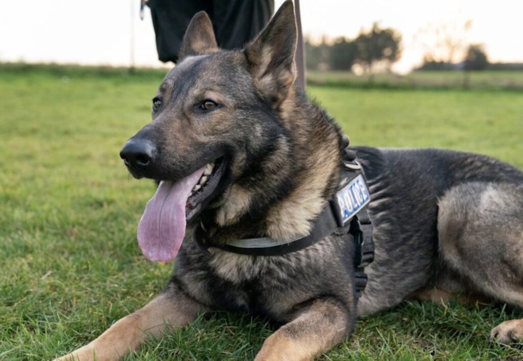 Tributes Paid to Retired Essex Police Dog Diesel After His Death Aged 9