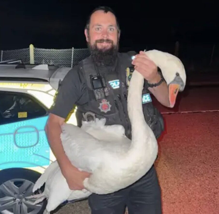 Swan Rescued from Road by Essex Police Officer