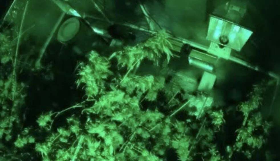 Broadstairs Man Jailed 22 Months After Police Seize £25k Cannabis Farm