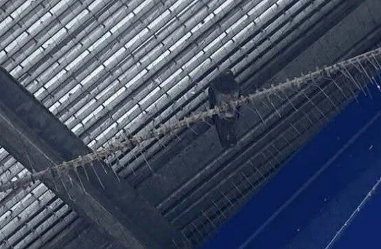 Six Birds Dead After Being Trapped in Netting at The O2 Arena
