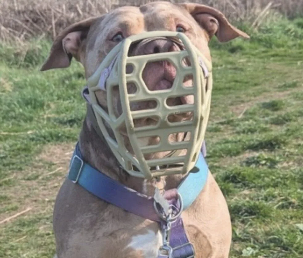 RSPCA: XL Bully Ban Failing to Protect Public Despite Thousands of Dogs Seized