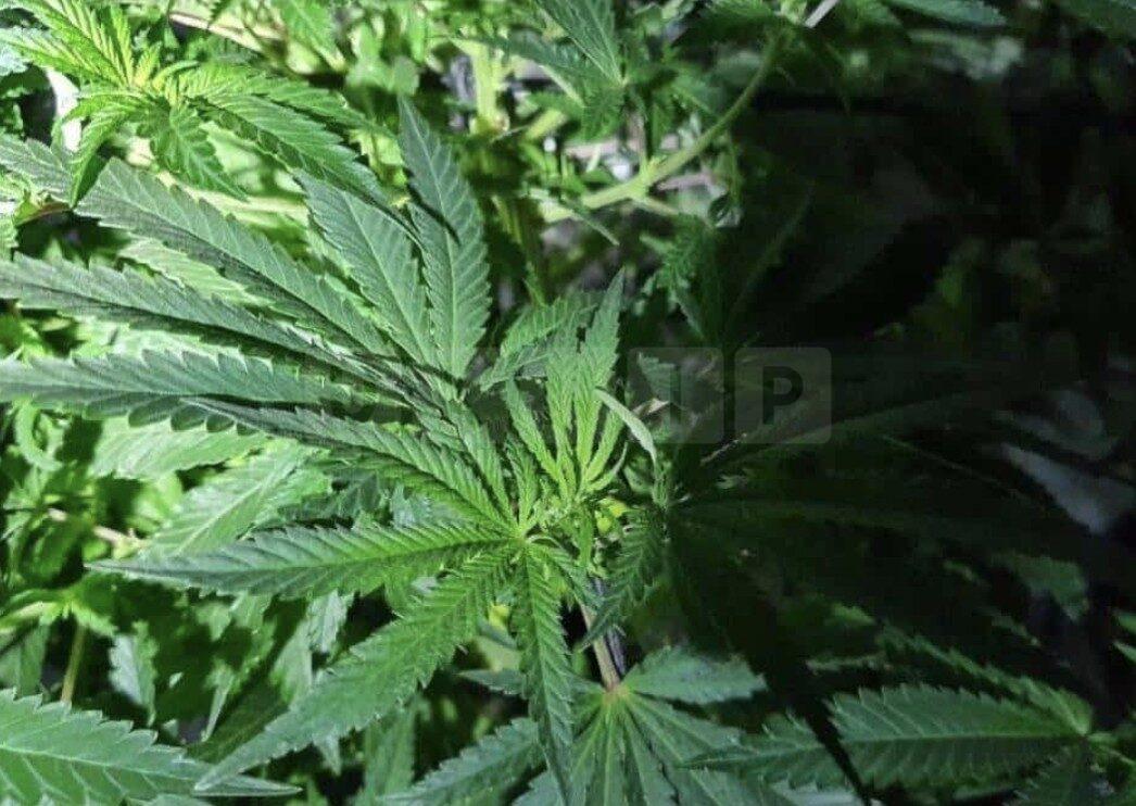 Cannabis Plants Discovered After Fire in Newhaven Property