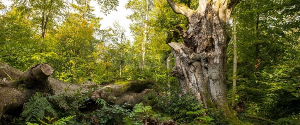Police Investigating Sudden Death After Body Found in Savernake Forest
